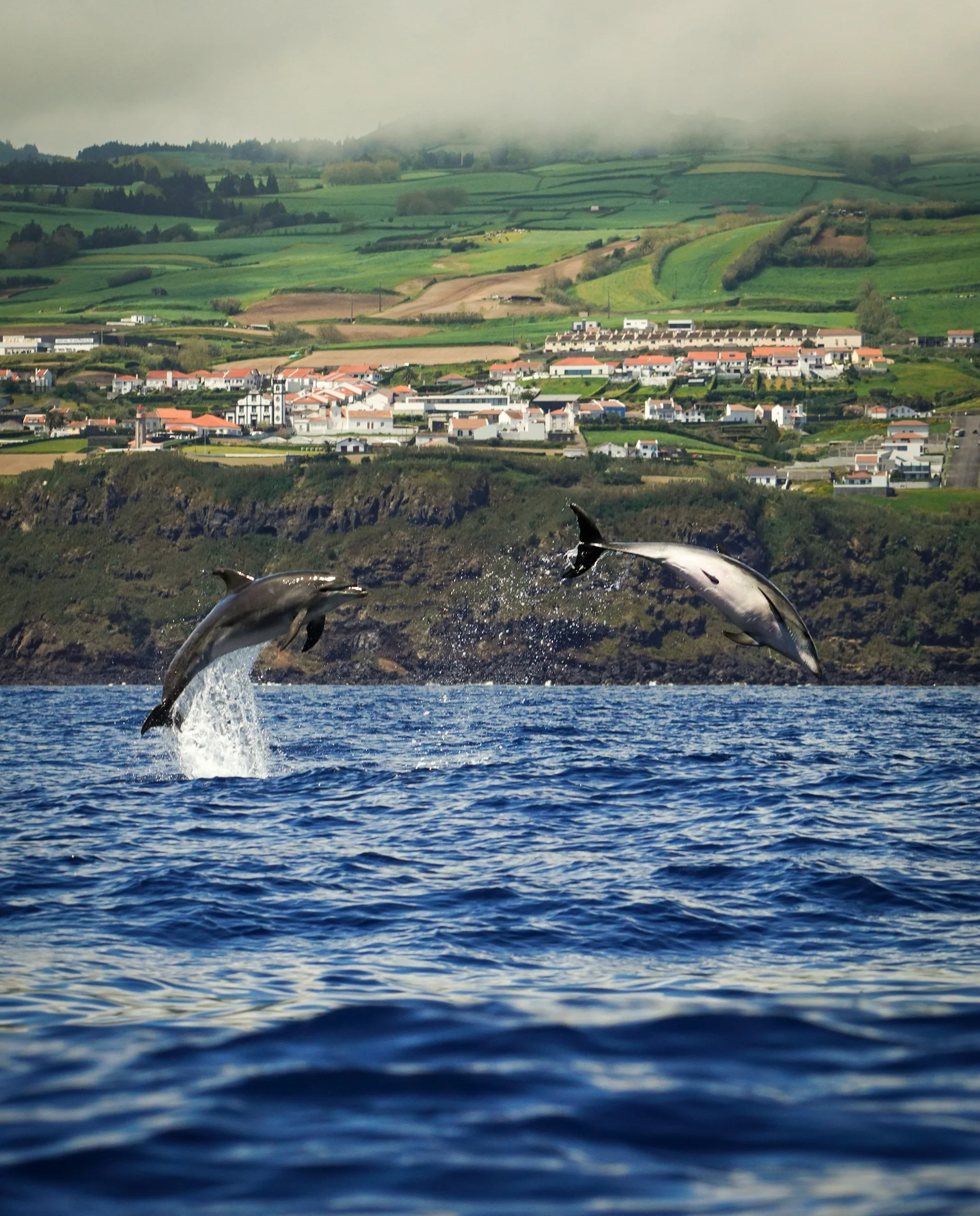 Dolfijnen | Rondreis Sao Miguel, Terceira & Faial